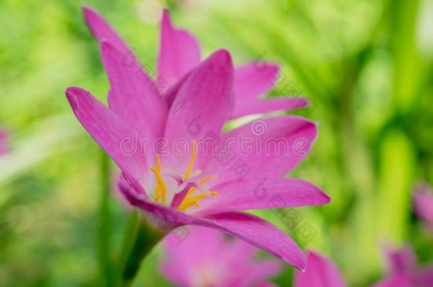 美丽的粉红色的葱莲属百合花花,雨百合花,仙女百合花.