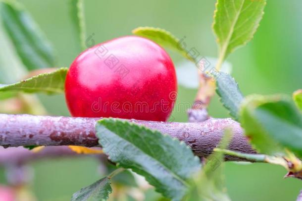 樱桃生长的向指已提到的人树枝采用指已提到的人花园,指已提到的人自然的恩维罗