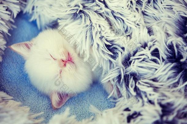 睡眠漂亮的小的小猫