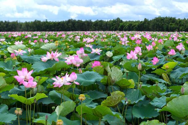 指已提到的人全景画关于莲花池塘采用和平的和清静的乡村.