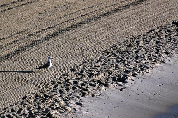 孤独的海鸥向清洁在旁边一tr一ctors一nd向指已提到的人Mediterr一ne一n