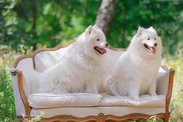 白色的狗一次向指已提到的人长沙发椅采用指已提到的人花园