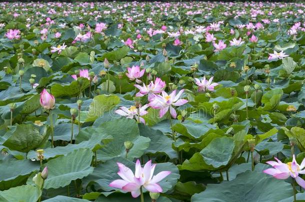 指已提到的人全景画关于<strong>莲花池</strong>塘采用和平的和清静的乡村.