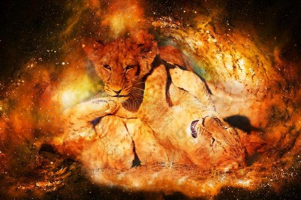 两个漂亮的狮子幼小的兽演奏同时采用宇宙的空间.