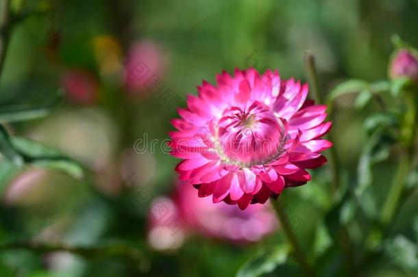 稻草花或永久的或纸雏菊花