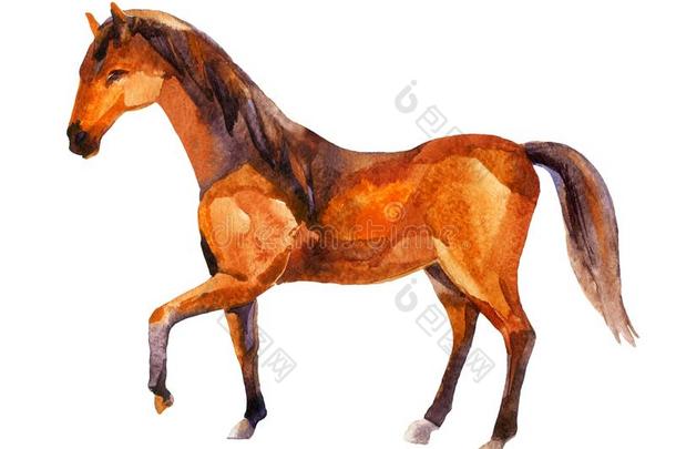 马,水彩绘画