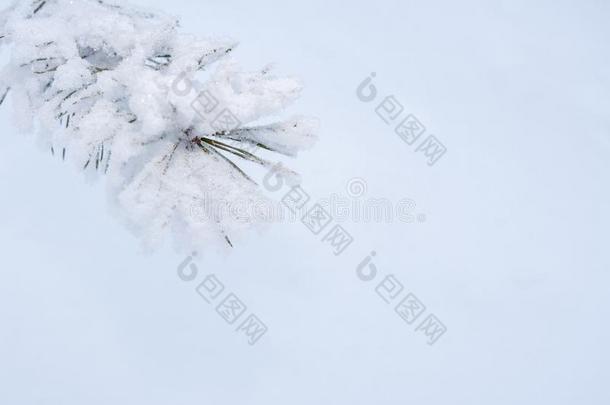 顶左边的雪-大量的树枝关于松树向白色的雪背景winter冬天