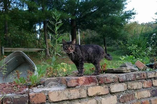 猫向全部的四人舞目不转睛的在照相机