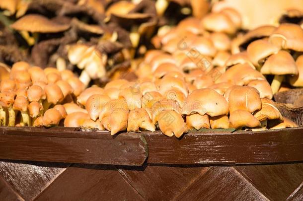 许多不能吃的蘑菇采用自然同样地背景