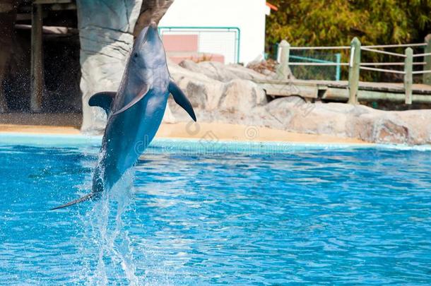 宽吻海豚海豚用于跳跃的高的从双上肢水