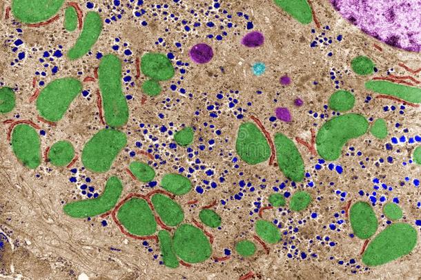 细胞质.细胞细胞器.虚伪的颜色transmissionelectronmicroscope透射电子显微镜