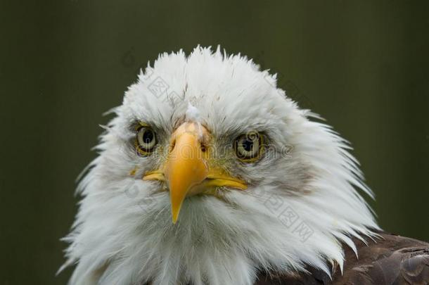 照片学习关于一Americ一秃头的<strong>鹰</strong>