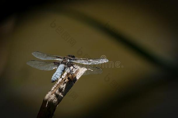 一宽阔的-有形的追赶者蜻蜓静止的向一细枝
