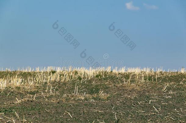 乡下的夏风景.