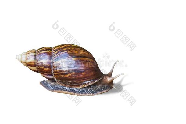 蜗牛表面涂布不均向白色的背景