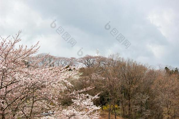 福冈和平坎农和樱桃树向指已提到的人山顶关于Funa