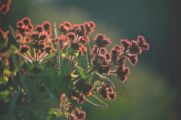 发展中的花芽关于杯<strong>果木</strong>属他的蜘蛛