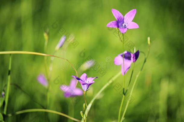 吊钟花在夏田