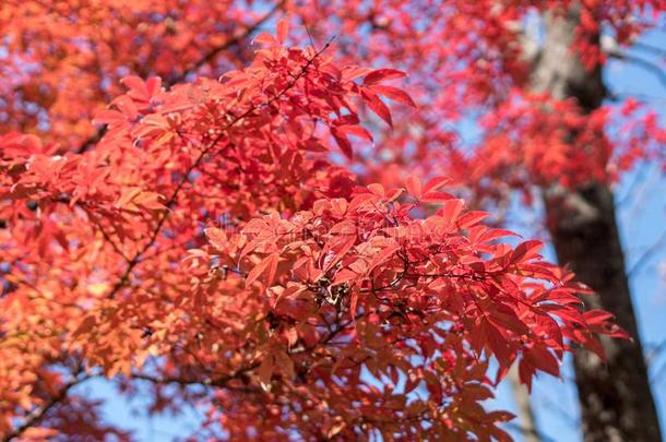 枫树树使转动它的树叶向红色的采用秋