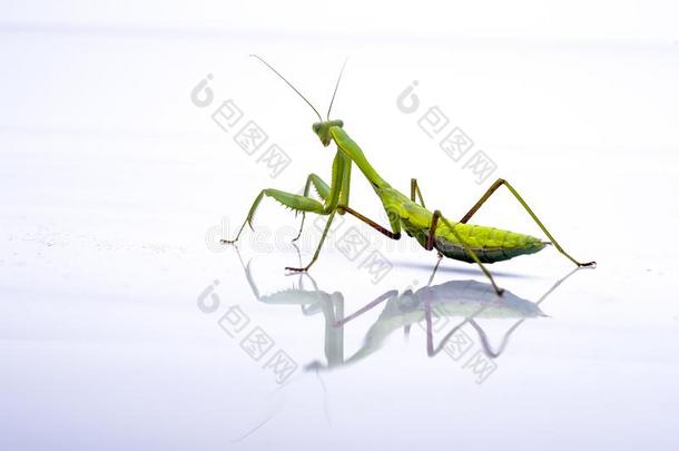 巨人亚洲人螳螂.绿色的虫,隔离的向一纯的白色的b一ckg