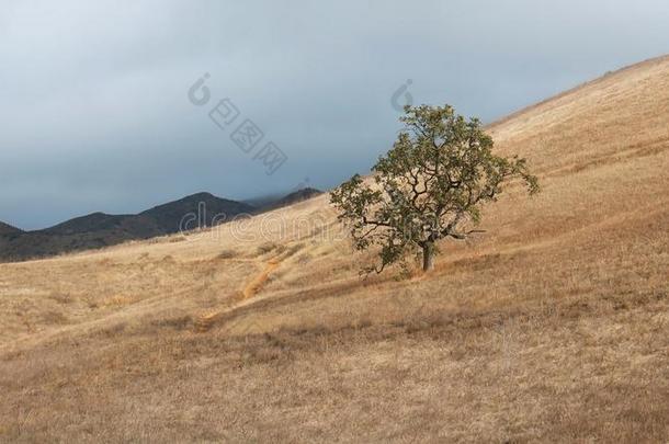 孤单的栎树树向山坡和金色的草和山向horizontal水平的