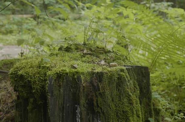 树桩采用指已提到的人森林.老的树树桩大量的和苔藓.树桩groundreconstructionequipment地平面再现设备