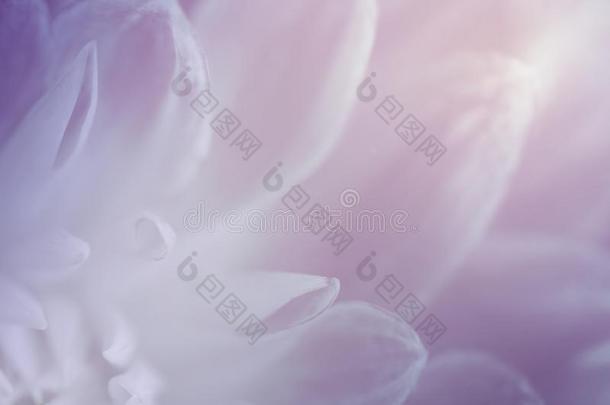花紫罗兰-粉红色的-白色的背景关于大丽花属花瓣.宏指令photographer摄影师