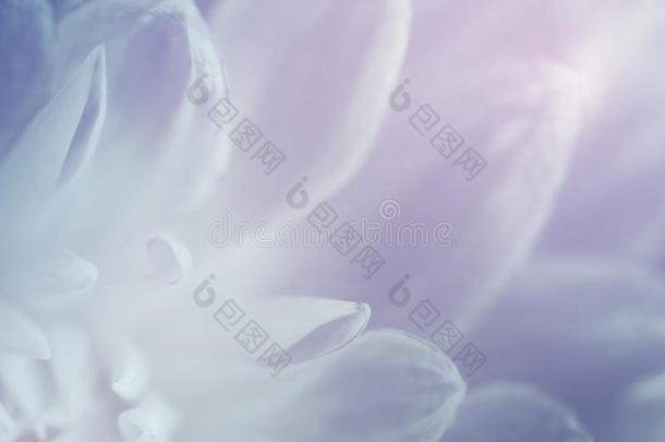 花紫罗兰-蓝色-白色的背景关于大丽花属花瓣.宏指令photographer摄影师