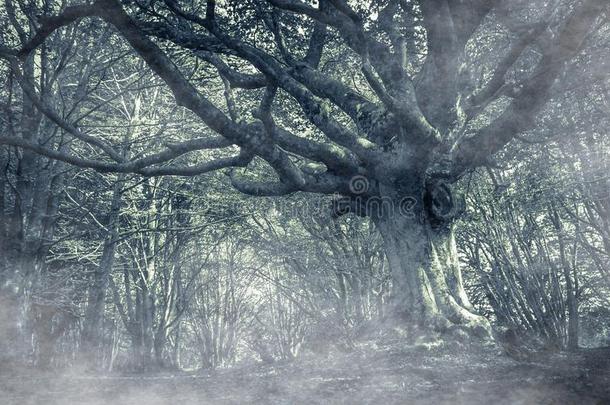 黑暗的秋森林和雾