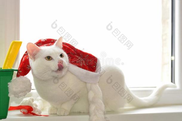 白色的猫和红色的帽子