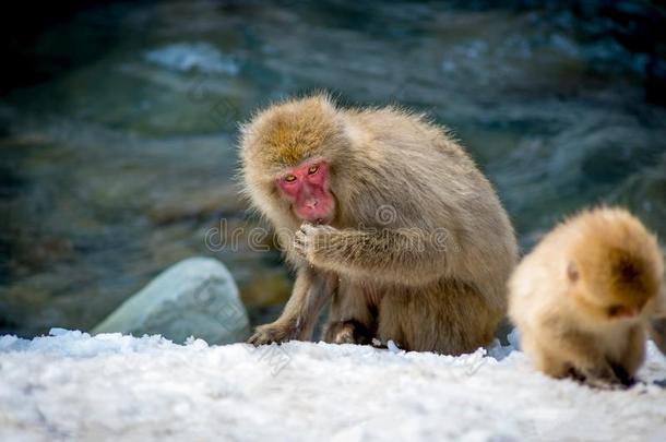 年长的猴搜索的为食物采用雪