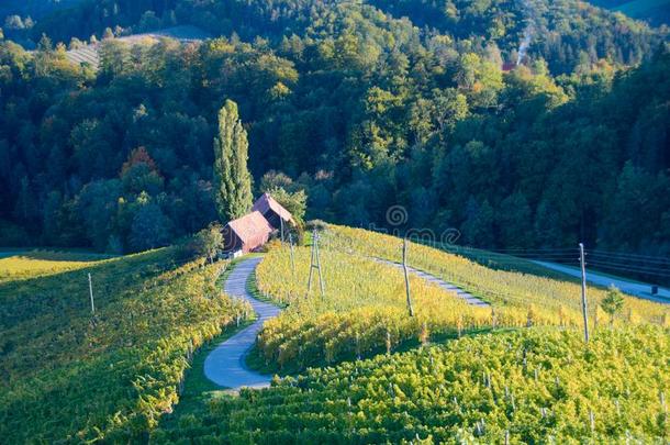 著名的心合适的葡萄酒路采用斯洛文尼亚,v采用eyard在近处马里博尔