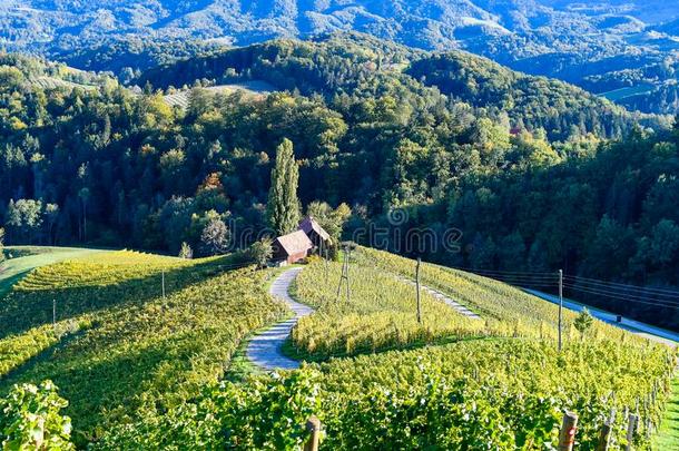 著名的心合适的葡萄酒路采用斯洛文尼亚,v采用eyard在近处马里博尔