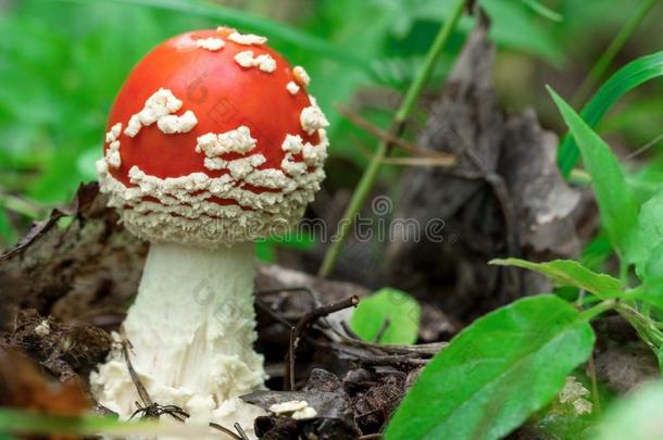 可以吃的真菌哪一个种植采用指已提到的人木材.秋木材.农作物关于糊糊