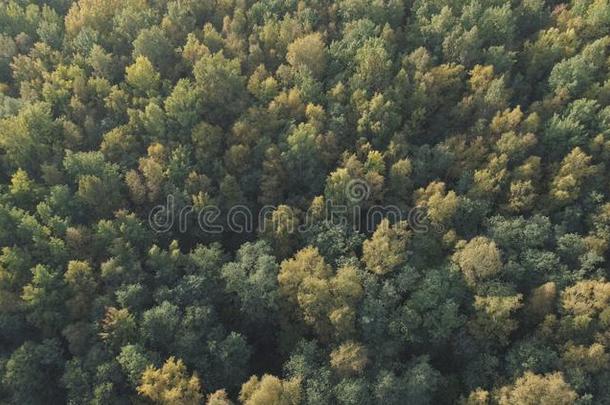 空气的看法关于秋树采用森林采用<strong>九月</strong>