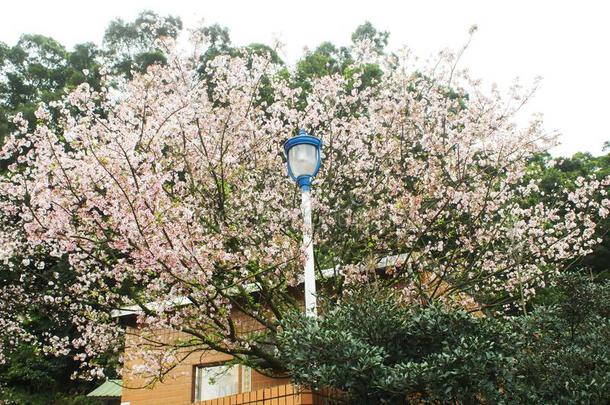 树枝樱花树花粉红色的采用指已提到的人天元庙,台湾