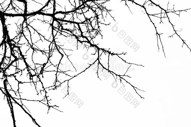 抽象的万圣节前夕背景.黑的树枝关于树向一白色的英语字母表的第2个字母