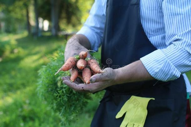 园丁男人佃户租种的土地胡萝卜收割采用一h一nd