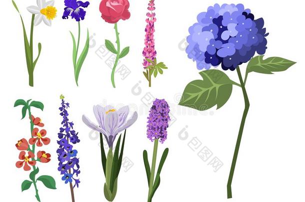 美丽的春季花植物学的花水彩绘画