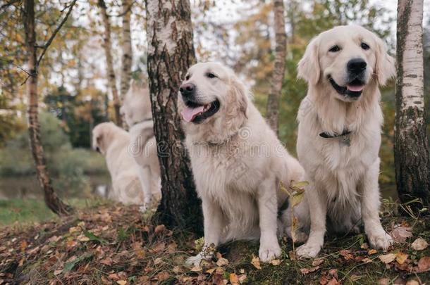 num.三公狗西伯利亚的嗓子哑的和金色的寻猎物犬是一次采用一