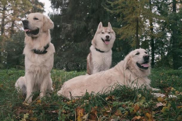 num.三公狗西伯利亚的嗓子哑的和金色的寻猎物犬是一次采用一