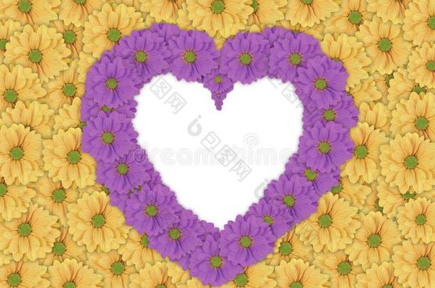 美丽的黄色的雏菊花背景和紫色的雏菊花