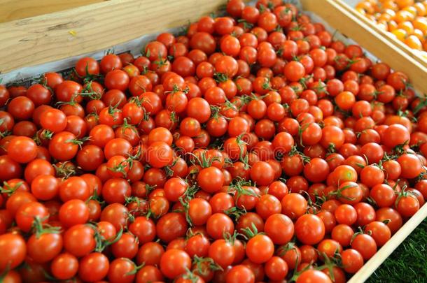 自愿的集中关于桩关于红色的番茄采用木制的盘子