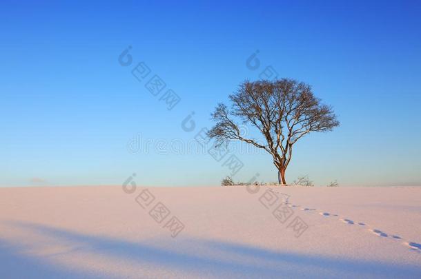 冬风景和树.