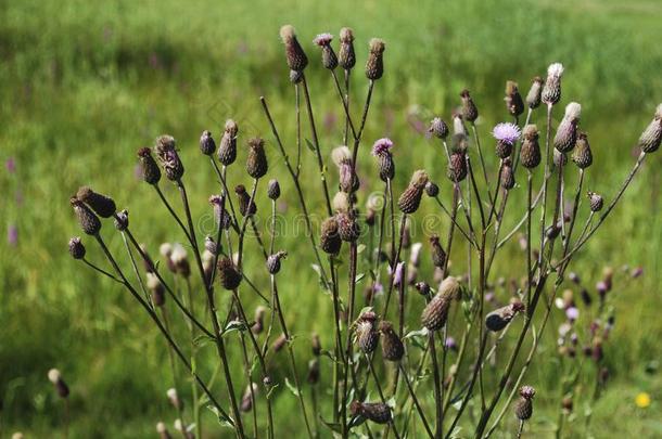 矢车菊马齿苋棕色的黑矢车菊或棕色的ray黑矢车菊种植采用指已提到的人