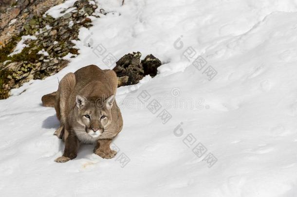 山狮子采用指已提到的人雪