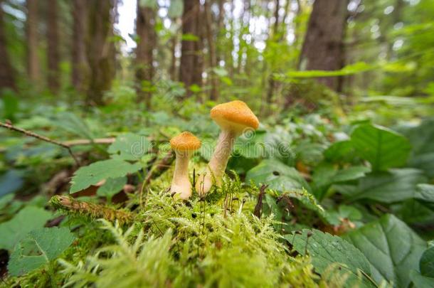 蜂蜜蘑菇木耳蘑菇采用秋森林.