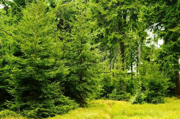 绿色的针枞云杉属赎生长的采用常绿植物松类的森林