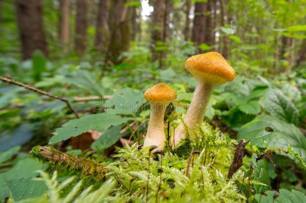蜂蜜蘑菇木耳蘑菇采用秋森林.