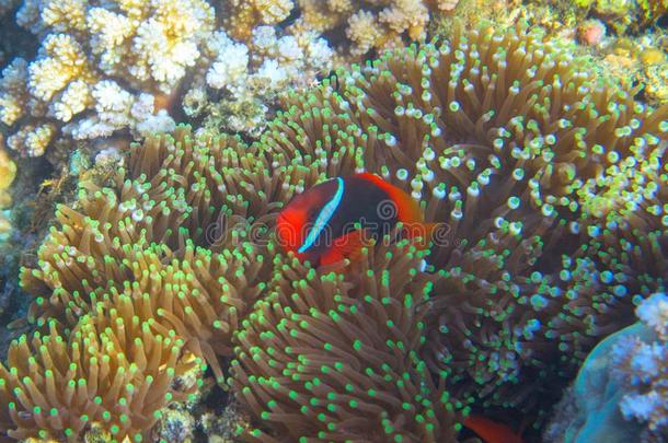 海葵采用act采用ia在旁边珊瑚礁.热带的海岸采用habita